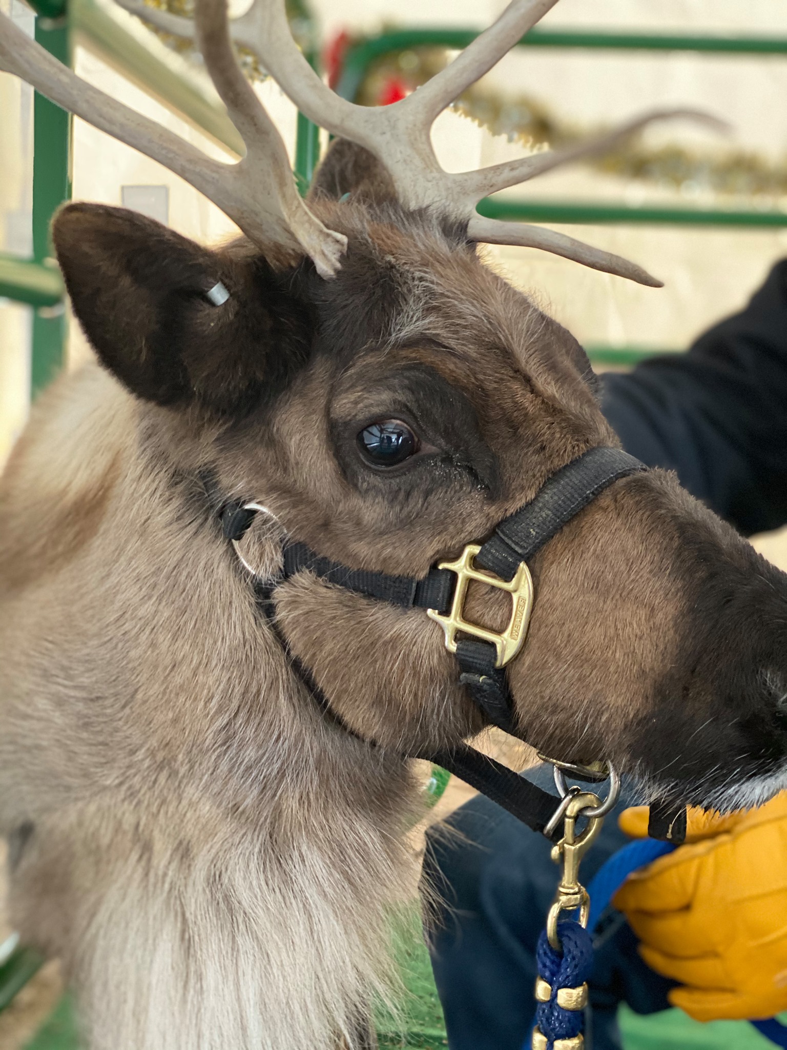 Santa and His Reindeer Event